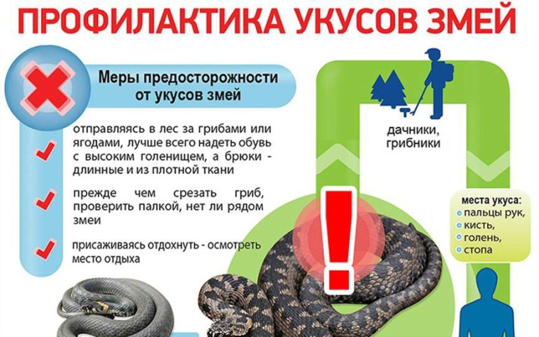 Профилактика против укусов змей.